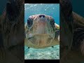 Sea turtle wants you to chill #asmr #wildlife #acuario4k
