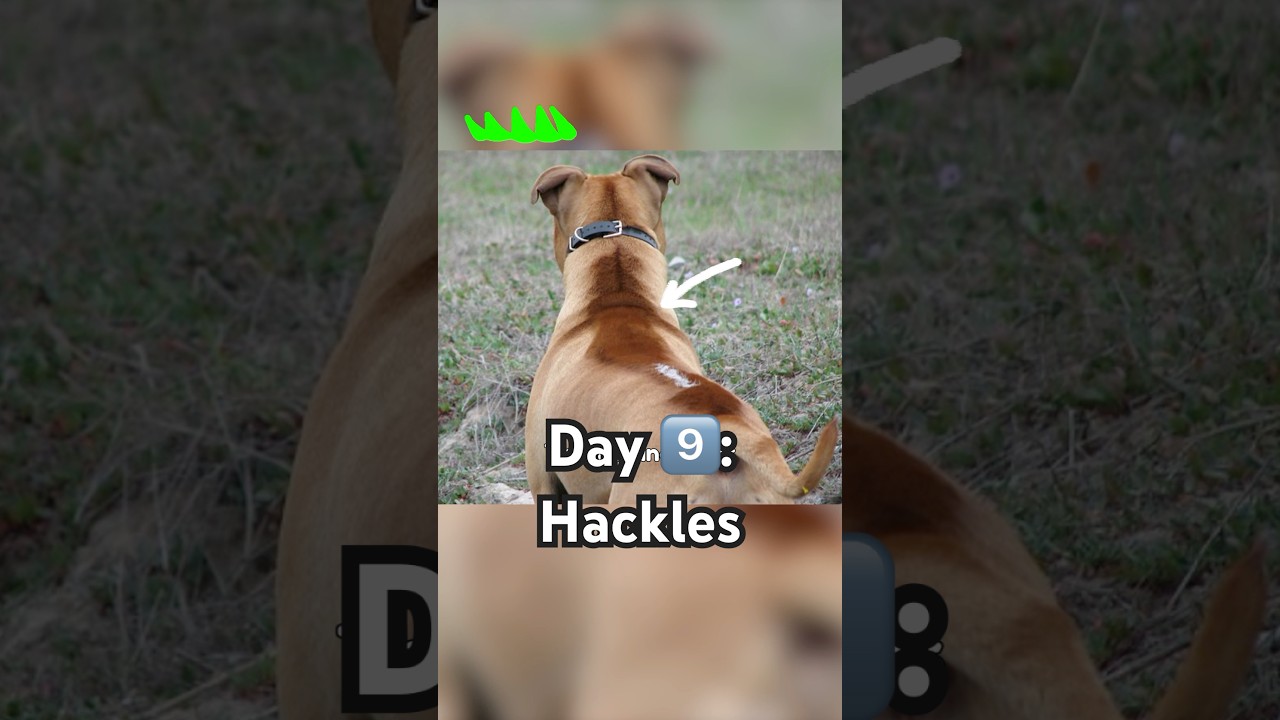 Day 9️⃣: Reading hackles like a pro