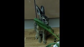 Заяц пристает. Приколы. Заяц русак. Домашние животные. Дикие животные. Вы такого не видели. Зайка. Заяц пристает. Приколы. Заяц русак. Домашние животные. Дикие животные. Вы такого не видели. Зайка.