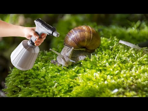 Video: Kako se riješiti gusjenica – Držite gusjenice van vrta