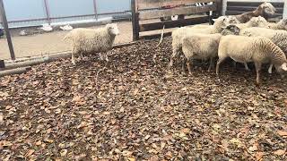 видео: Катумские ярочки подросли картинка: Катумские ярочки подросли