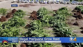 DEA Agents Raid Homes Along Front Range