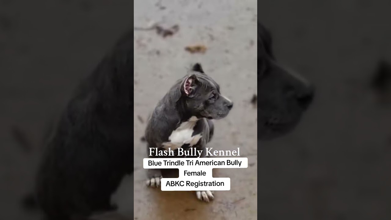 Голубая триколорная самка 👀🏡