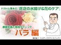 【プロが教える　生花の水揚げと花のケア～花もちのコツ】バラ編