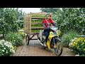 Harvest A Truckload Of Lemons To Sell – Make Preserved Salted Lemons, The Longer It Ages The Better