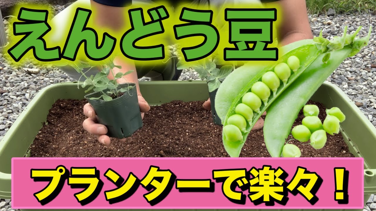 家庭菜園 これからの季節に えんどう豆の育て方 Youtube