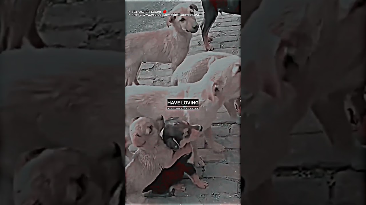 ANIMAL LOVE ❤️ DOG LOVER | Inspirational Quotes | 