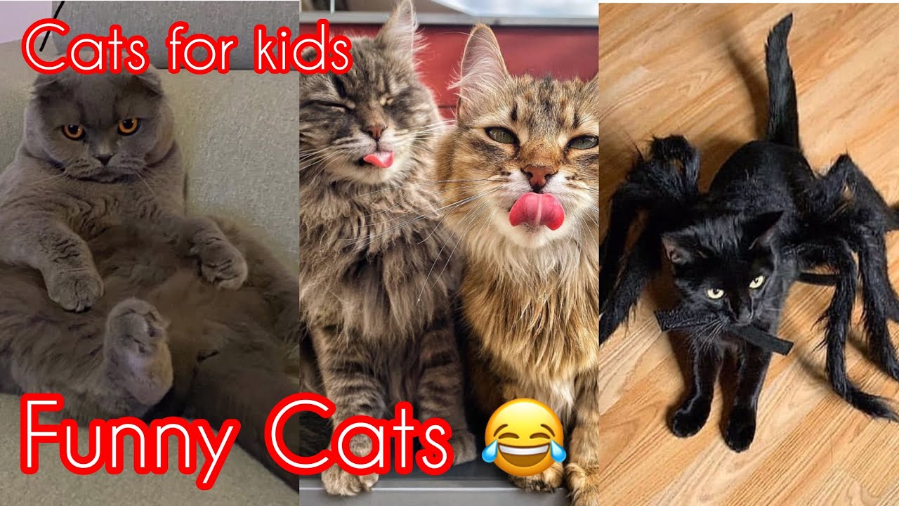 Cats for kids | Funny cats | Cats fails | video compilation | Beautiful ...