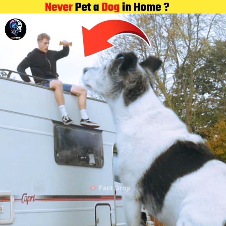 Never Pet a Dog in Home ? | Fact Drop - YouTube