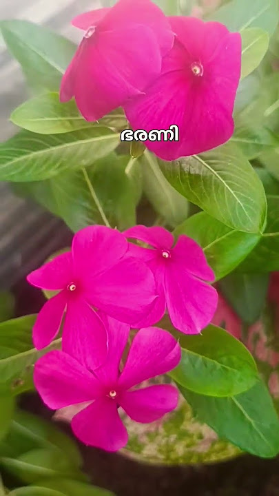 എത്ര ചവിട്ടി താഴ്ത്തിയാലും ഉയർന്നു വരും ഈ നക്ഷത്രക്കാർ #youtubeshortsviral