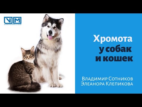 Видео: Хромота у собак