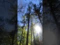 Here’s where you get your mind right. #forest #groundingmeditation #tree #viralvideo #fypシ #viral