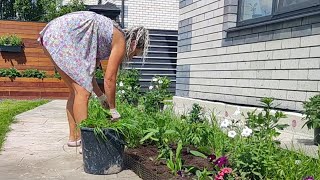 work in the garden, flower transplant 😀