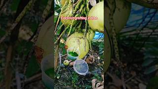 How to grafting COCONUT out sap🍈🥥#grafting