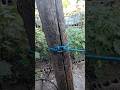 Running Bowline #viral #knot #shortsviral #diy #short #viral #fyp #tutorial #knottutorial #diy #fypシ
