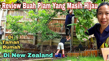 Review Buah Plum||Yang masih hijau buah & Pasang kranja di New Zealand||Annie Vlog di Selandia Baru.