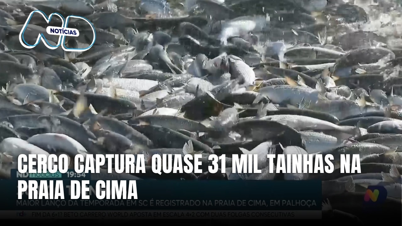 Maior lanço de tainha da temporada é registrado na Praia de Cima, em Palhoça