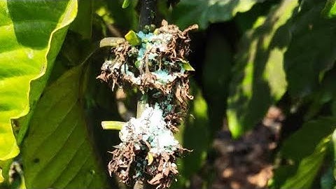 Cách diệt rầy rệp sáp trên cây cà phê mà không cần dùng thuốc ( tập 2 )