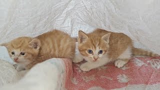 Two Little Orange Cats Were Abandoned And Wary Of Humans