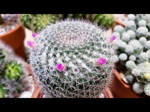 선인장 뿌리썩음 방지와 물관리및 꽃피우기《Preventing Cactus roots from rotting & flowering》