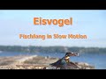 Eisvogel - Fischfang in Slow Motion