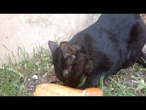 Michael loves a hamburger with meat. He's a giant black cat. I love you, Michael Michael loves a hamburger with meat. He's a giant black cat. I love you, Michael