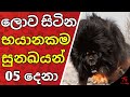 ලොව සිටින භයානකම සුනඛයන් 5 දෙනා WORLDS MOST DANGEROUS DOG BREEDS SINHALEN | LIFE කතා