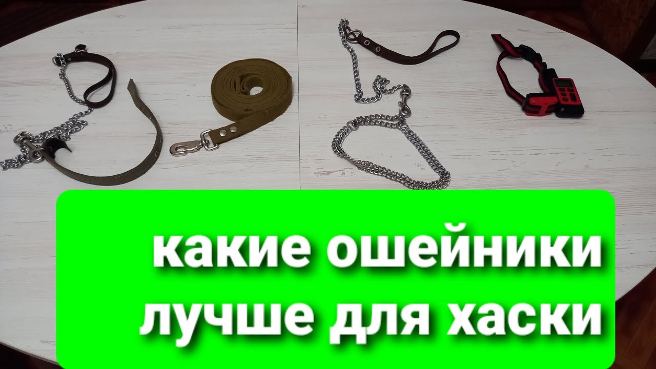 какой ошейник лучше для собак