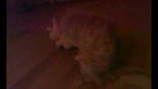 Video0052.3gp