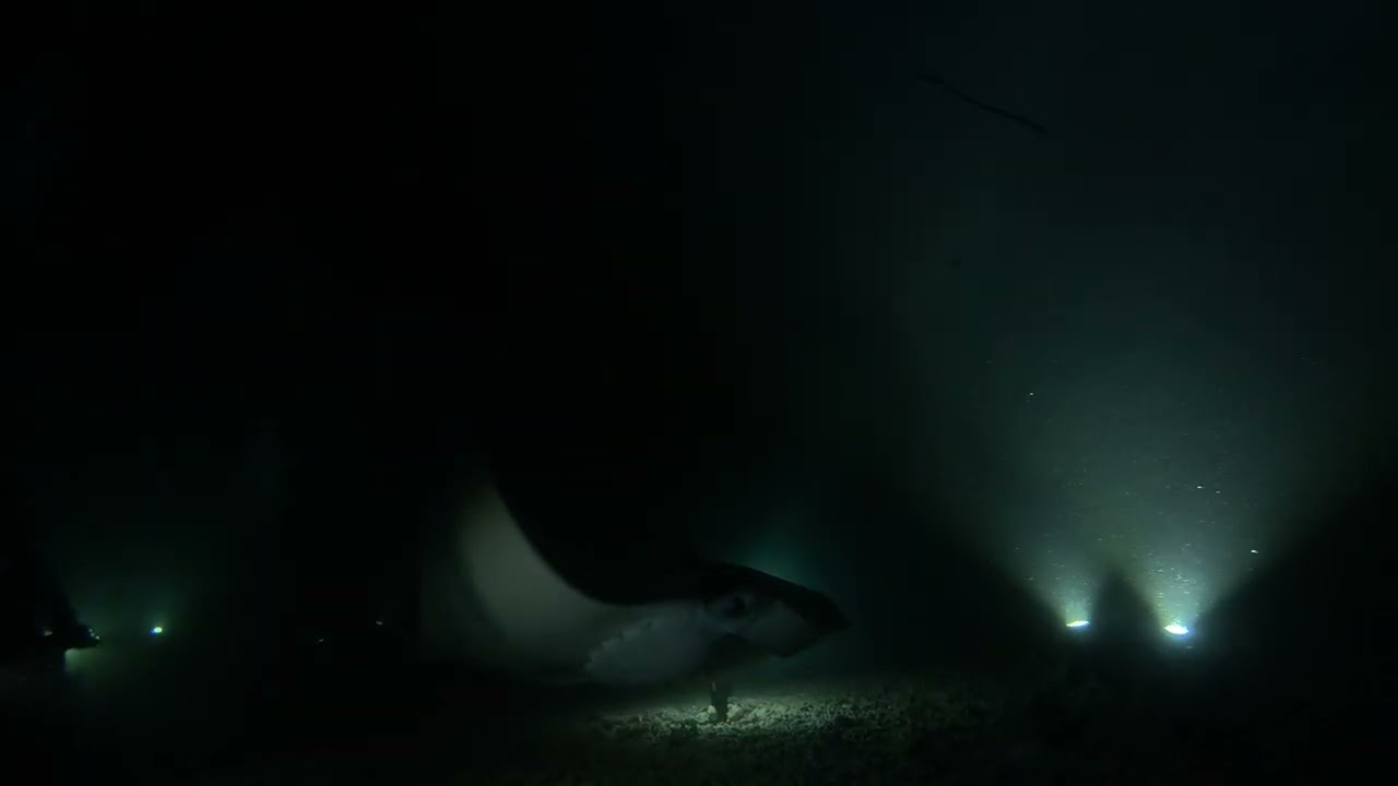 Manta Ray dive with Jack's Diving Locker in Kona 2/17/2025