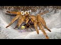 Adult TARANTULAs are HUNGRY !!! ~ Feeding Video like Old Times (kinda) !!!