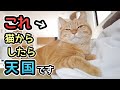 猫が泣くほど幸せに感じる飼い主の行動6選