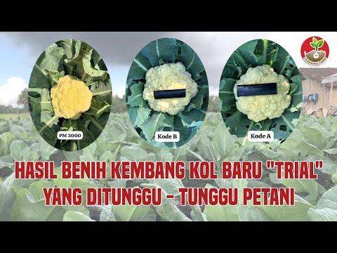 Kembang Kol Dan Brokoli Sama Tidak