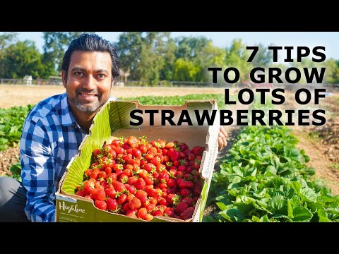 Video: Tips For A Good Strawberry Harvest