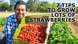 7 Tips to Grow a Lot of Strawberries