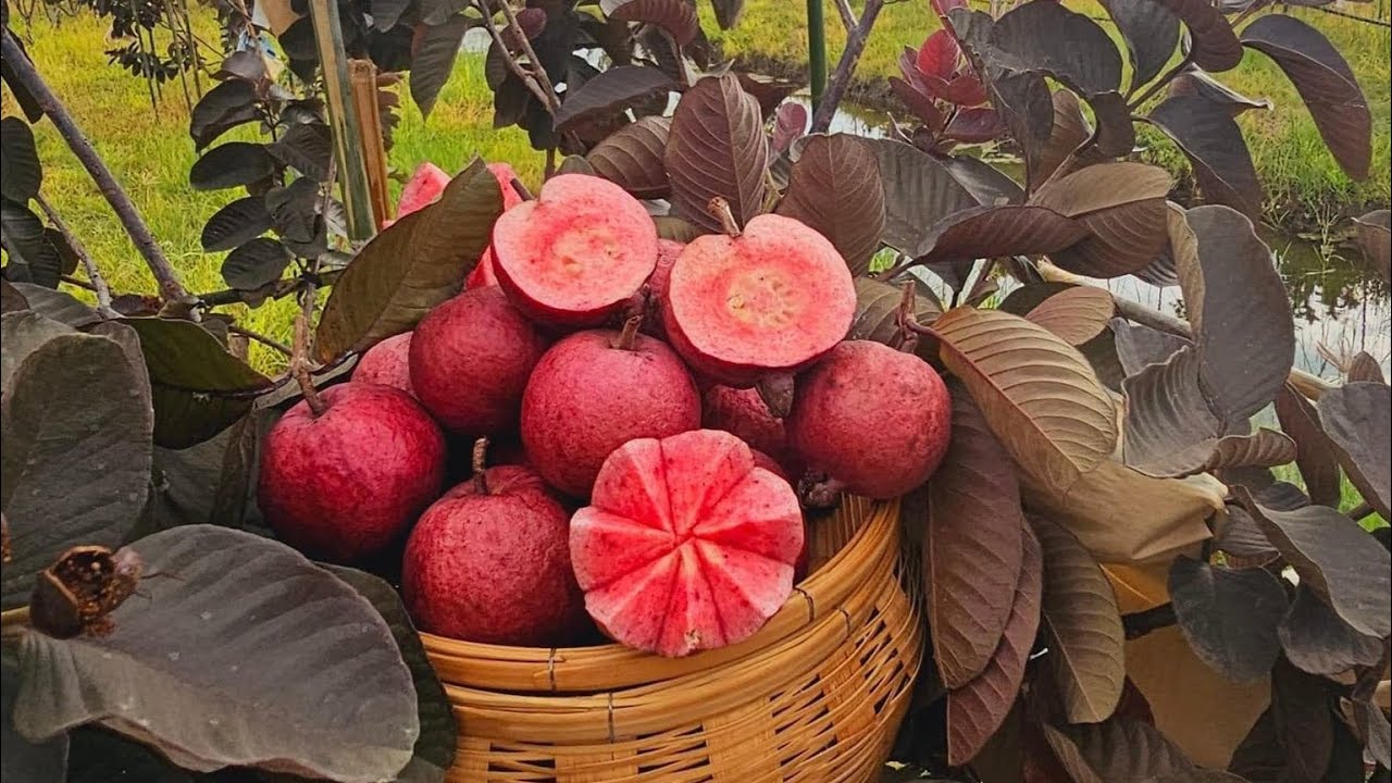 ലോകത്തിലെ ഏറ്റവും മധുരമുള്ള പേരയ്ക്ക ബ്ലാക്ക് ഡയമണ്ട് മിറാക്കിൾ ഫാമിൽ ആദ്യമായി വിളവെടുത്തു….