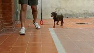 Backbone Forest Gump 67 Days Old Video 2