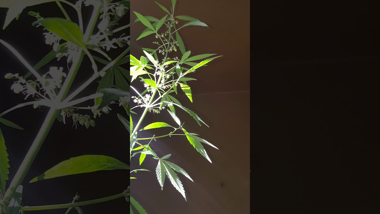 Citrique ❌ Ghost Train Haze = CD1