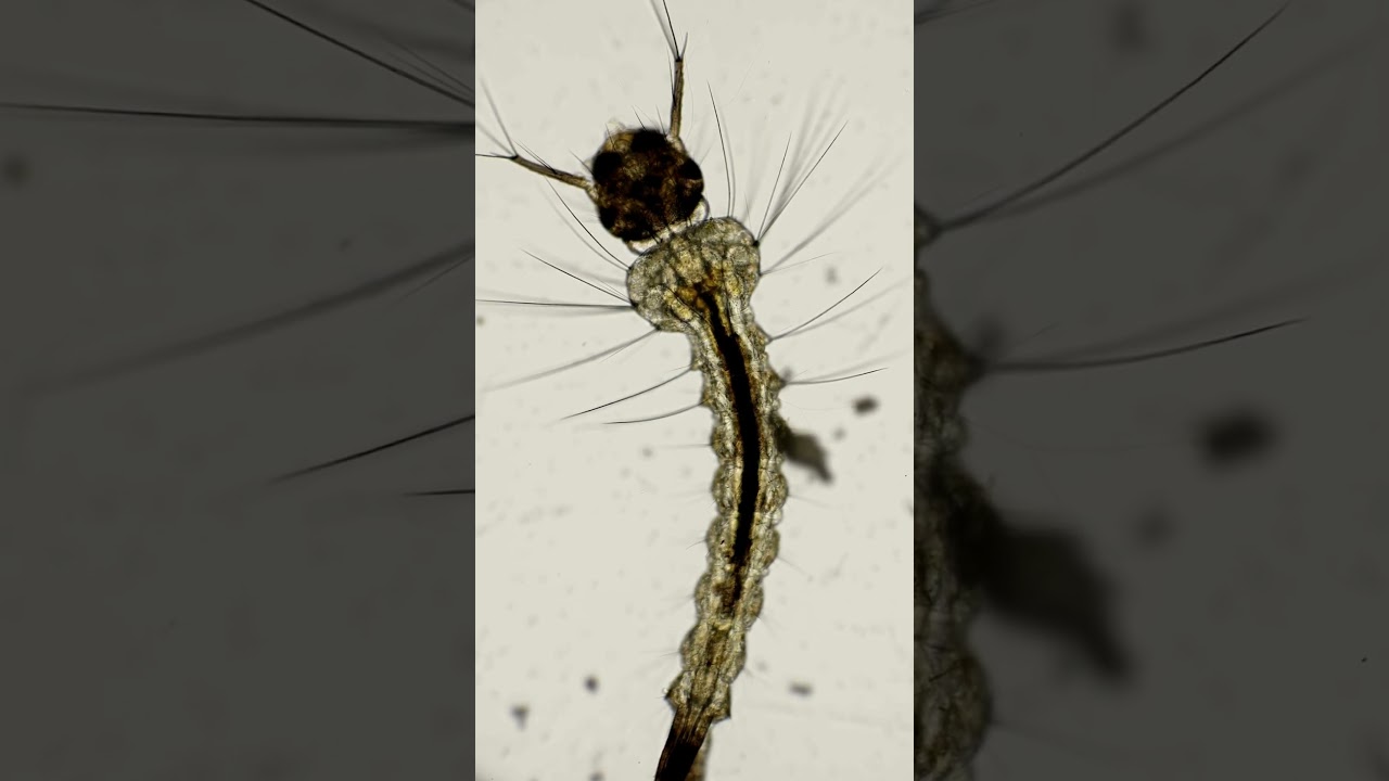 Mosquito Larvae under Microscope 