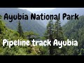 Ayubia National Park | Pipeline Track | @merijanpakistan1214