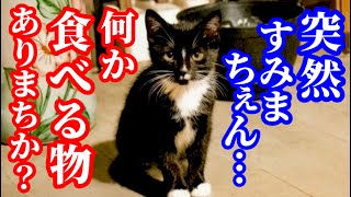 【寒空の下】初めて我が家にご飯を貰いにやって来た野良子猫が可愛すぎました