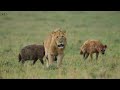 Fight for Food - हिन्दी डॉक्यूमेंट्री | Wildlife documentary in Hindi