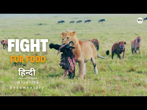 Fight For Food ह न द ड क य म ट र Wildlife Documentary In Hindi 