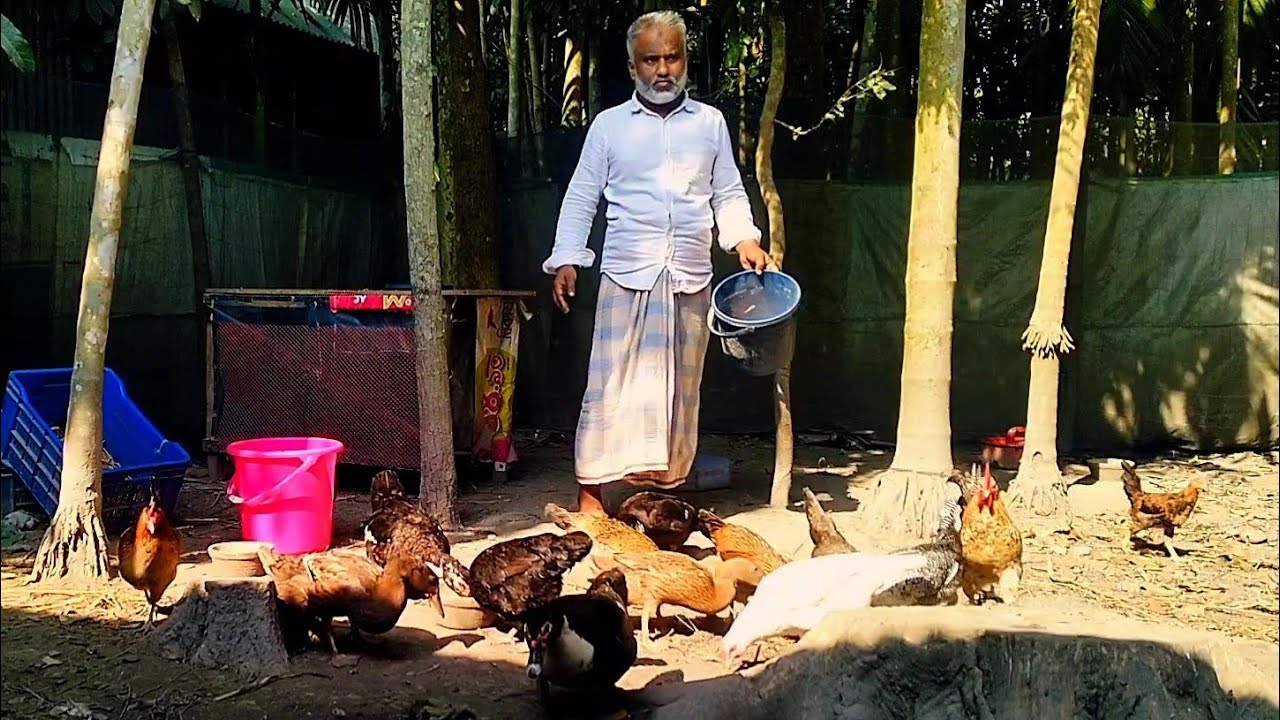আমাদের খামারের মুরগি গুলোকে আমরা কি খাবার দেই ।। মুরগিকে কি খাওয়ালে মুরগির মাংসের স্বাদ বাড়ে