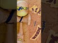 krom Kendama #kromkendama #krom #kendama #shorts #viralshorts