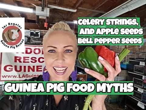 guinea-pig-veggie-food-myths?-feed-yes-or-no?