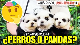 PENSARON que ERAN PANDAS y ERAN OTRA COSA!