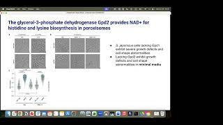 JSC 13. Information Organization and Processing in Oncolytic Viruses