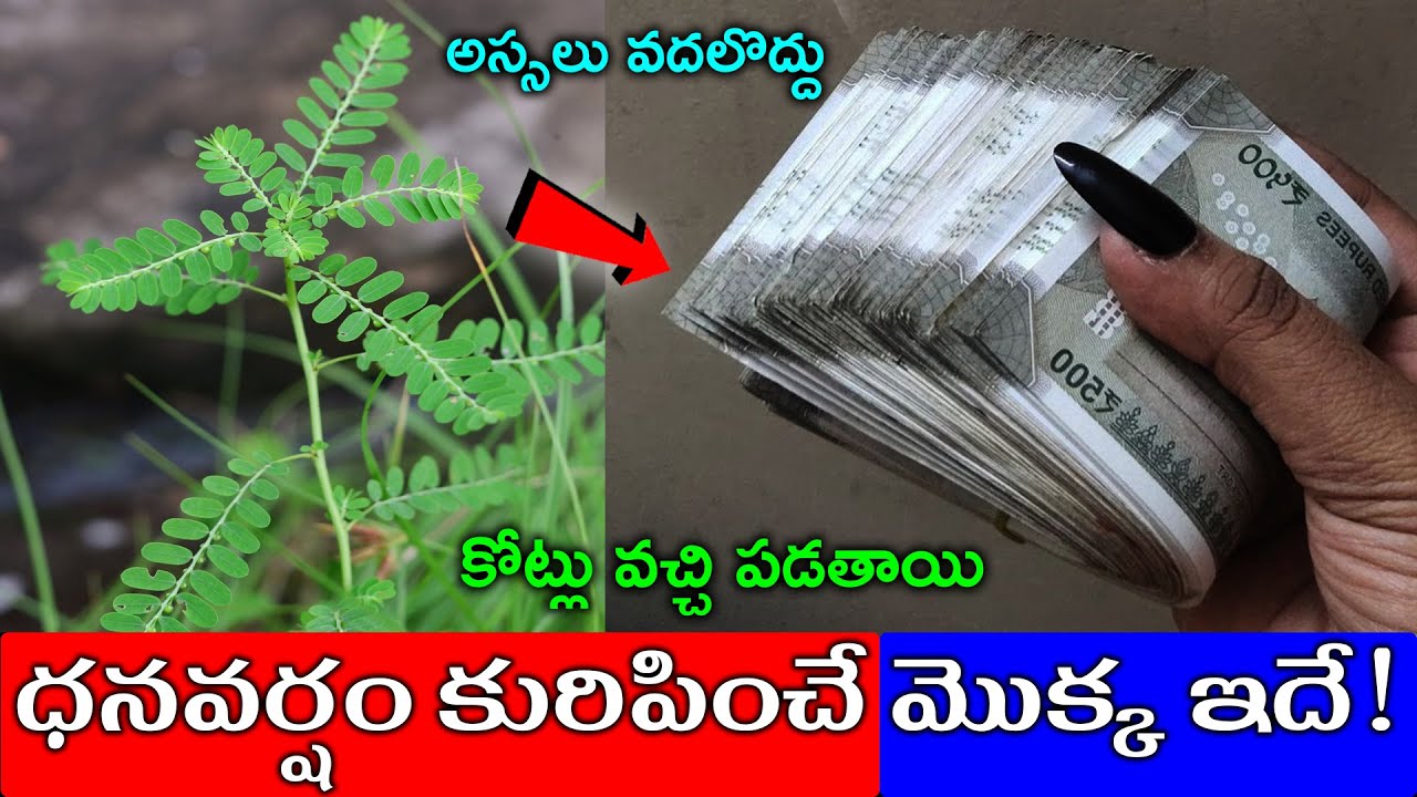 ధనవర్షం కురిపించే మొక్క ఇదే!అస్సలు వదలొద్దు కోట్లు వచ్చి పడతాయి