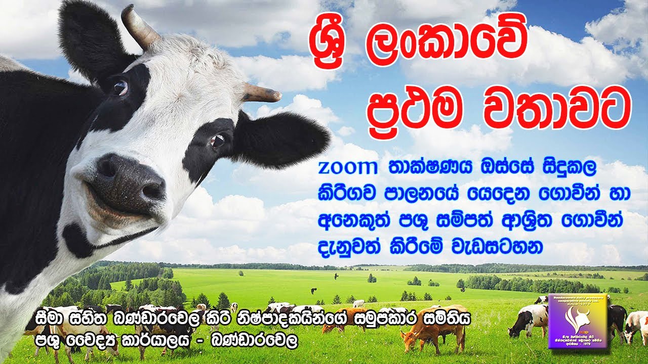 ඔබ සාර්ථක කිරිගොවි ව්‍යවසායකයෙකු වන්නේ කෙසේද